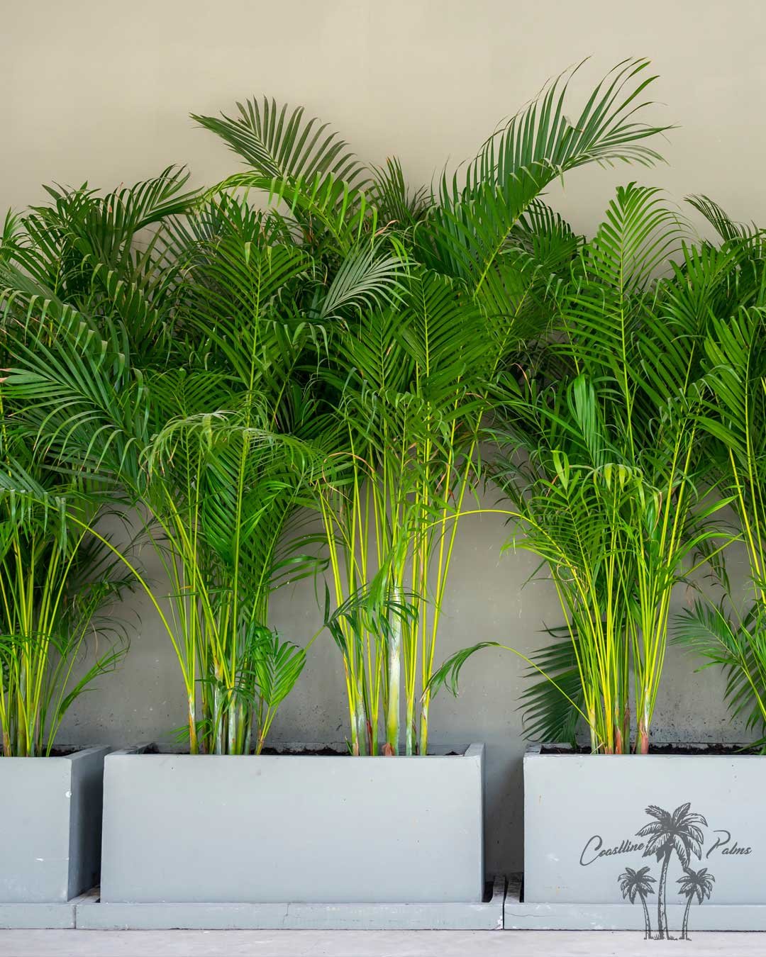 Areca Palm boxed planter detail