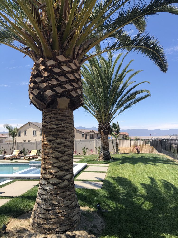 Canary Island Palm Las Vegas