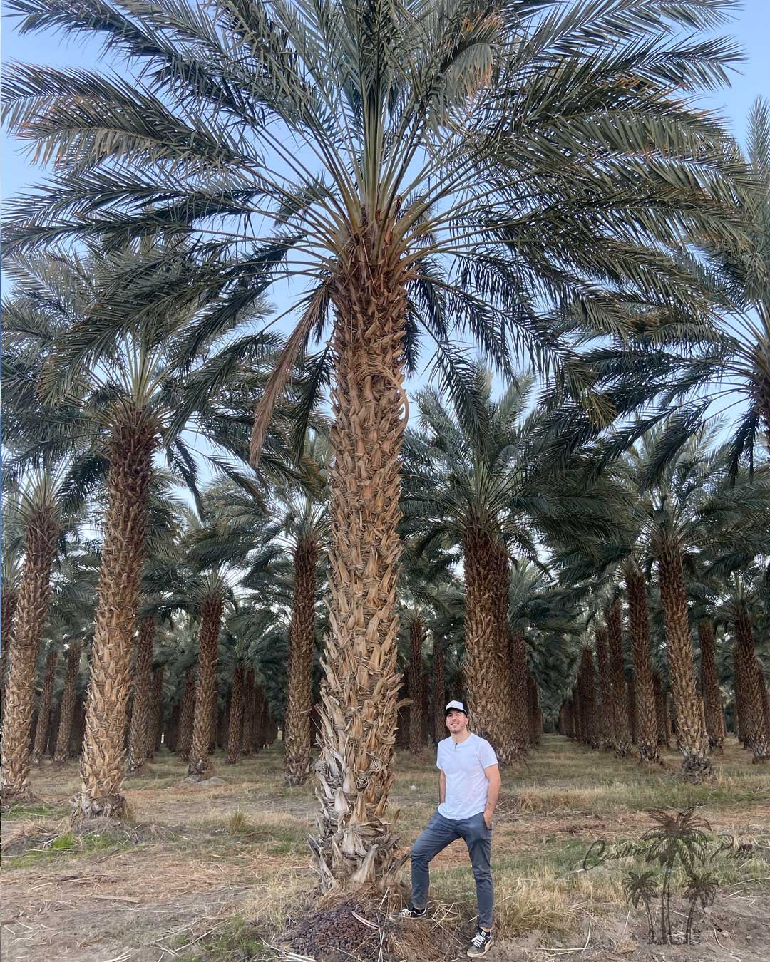 Date palms yard southern california coastline palms