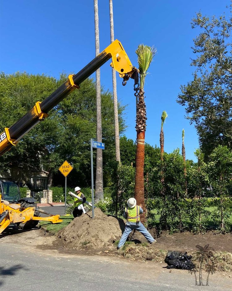 Hollywood Fan Palm installation