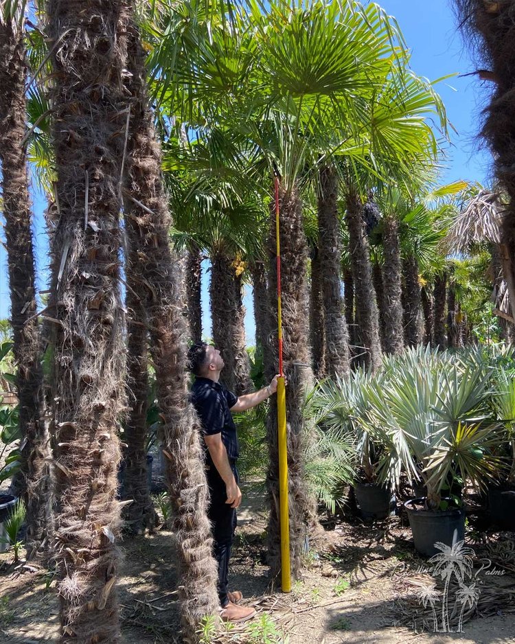 Windmill Fan Palm specimen
