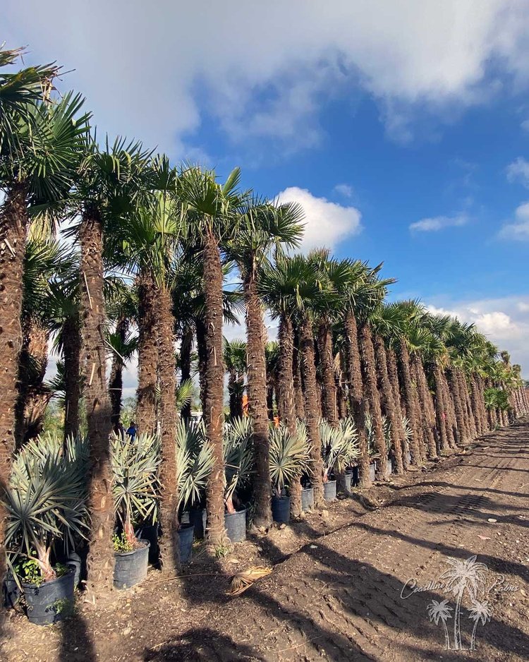 Windmill Fan Palm cluster